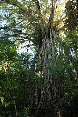 0493 Cathedral Fig Tree